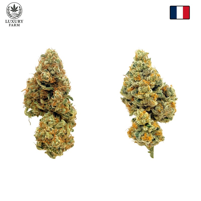 Pack No-Veg LUXURY FARM – Deux fleurs CBD indoor expérimentales