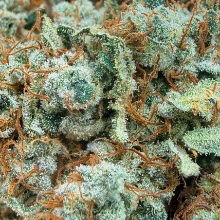 Pack No-Veg LUXURY FARM – Deux fleurs CBD indoor expérimentales