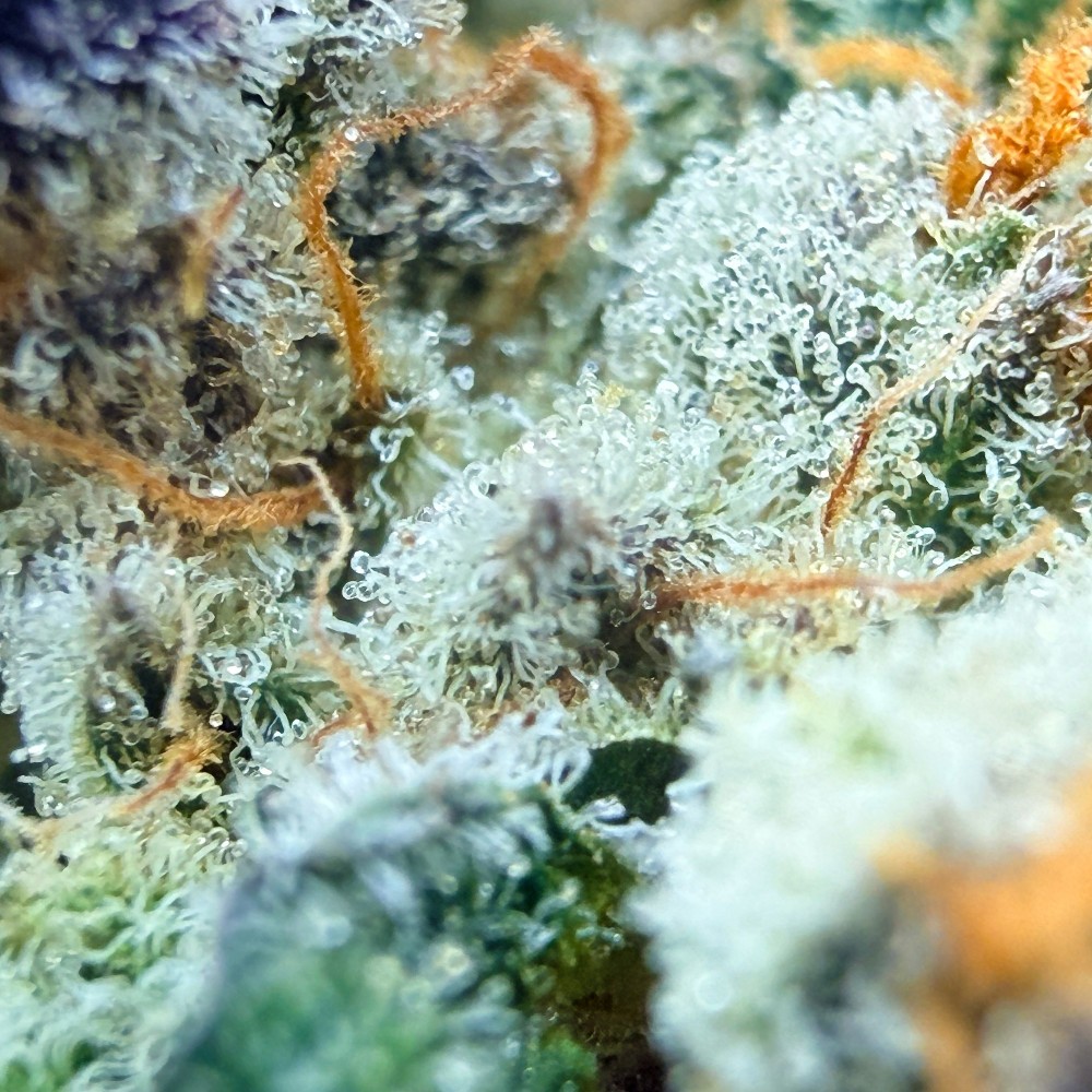 Pack No-Veg LUXURY FARM – Deux fleurs CBD indoor expérimentales