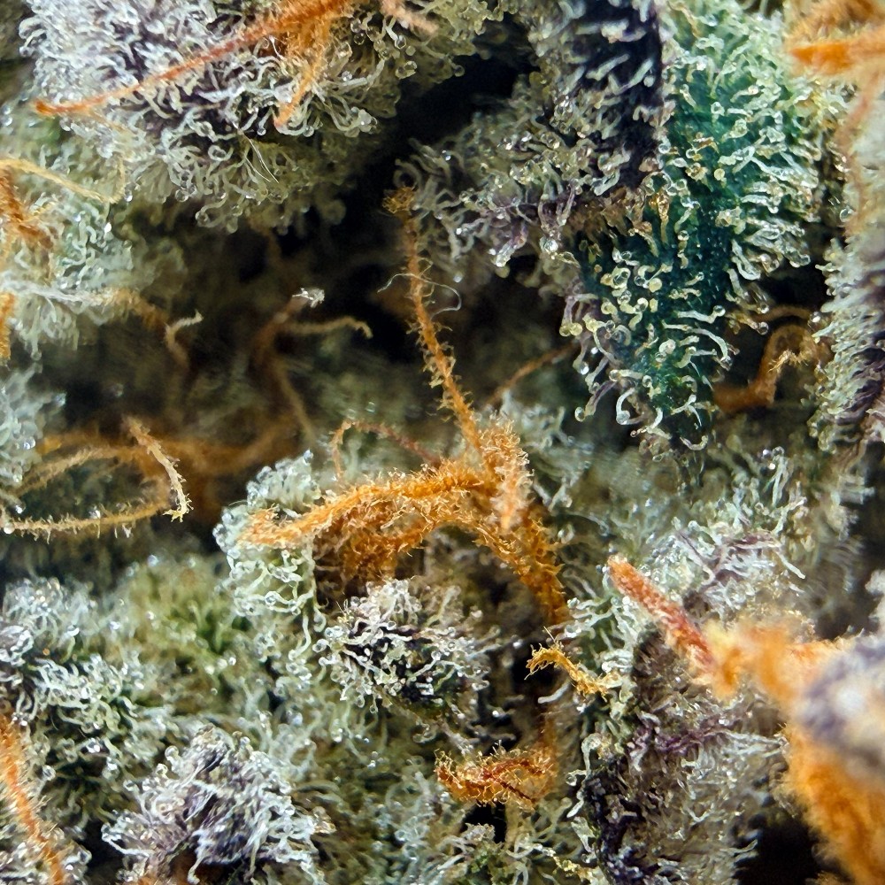 Pack No-Veg LUXURY FARM – Deux fleurs CBD indoor expérimentales