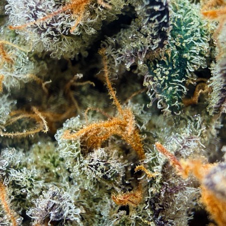 Pack No-Veg LUXURY FARM – Deux fleurs CBD indoor expérimentales