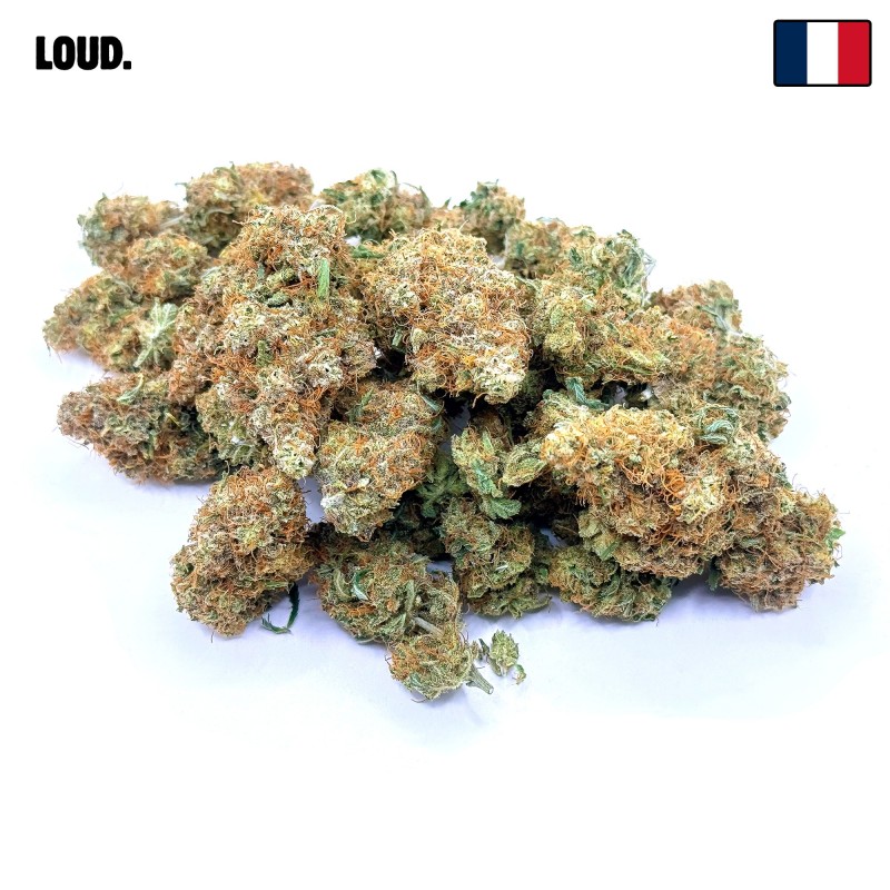 SBBK CBD – Sour Blueberry Kush indoor sol vivant