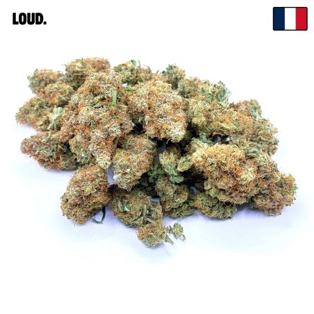 SBBK CBD – Sour Blueberry Kush indoor sol vivant