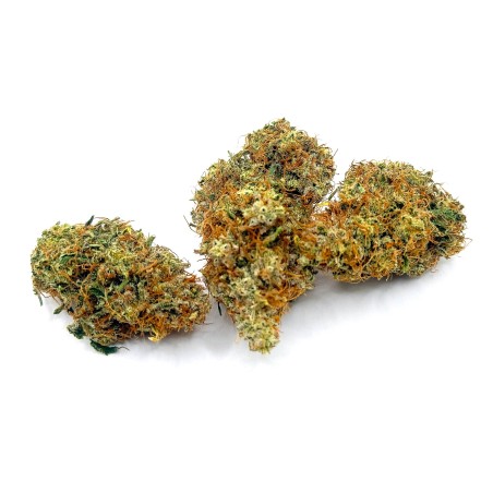 SBBK CBD – Sour Blueberry Kush indoor sol vivant