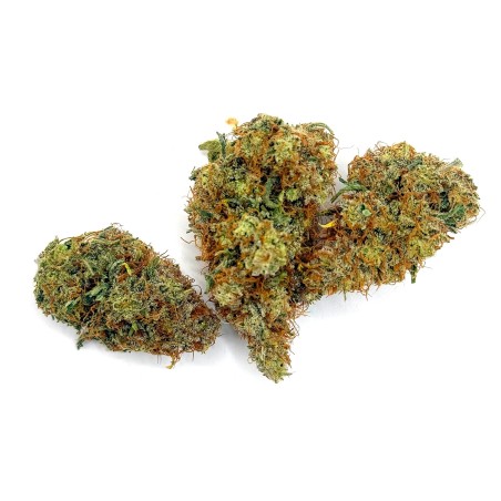 SBBK CBD – Sour Blueberry Kush indoor sol vivant