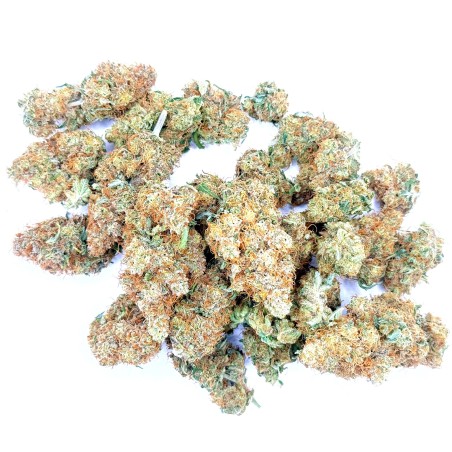 SBBK CBD – Sour Blueberry Kush indoor sol vivant