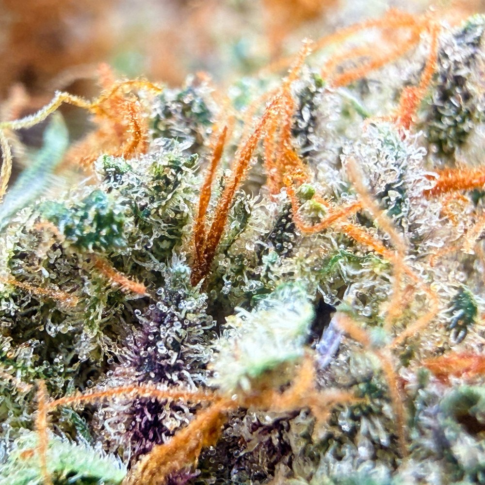 SBBK CBD – Sour Blueberry Kush indoor sol vivant
