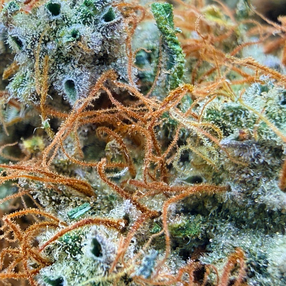 SBBK CBD – Sour Blueberry Kush indoor sol vivant