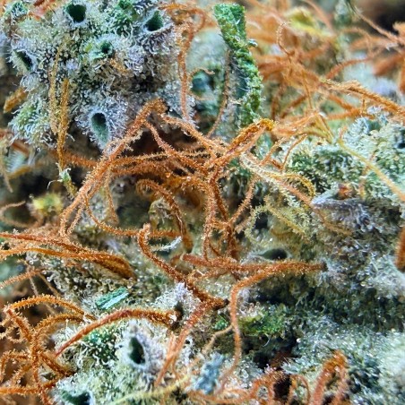 SBBK CBD – Sour Blueberry Kush indoor sol vivant