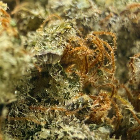 Capitain Crunch CBD – Fleur type Cali par Merlin