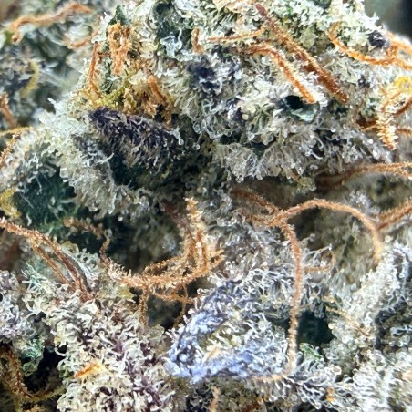 Capitain Crunch CBD – Fleur type Cali par Merlin