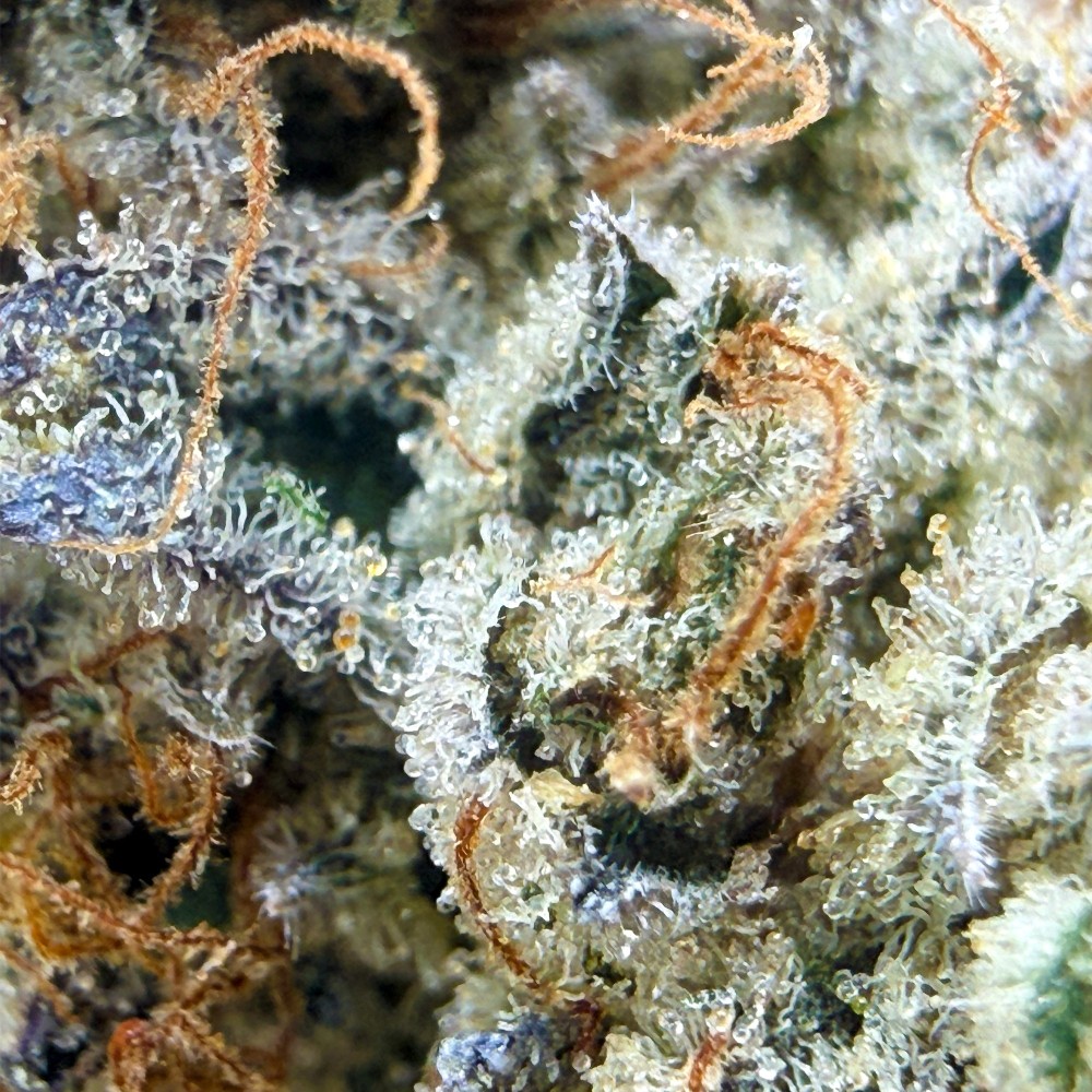 Capitain Crunch CBD – Fleur type Cali par Merlin