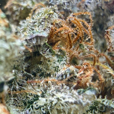 Capitain Crunch CBD – Fleur type Cali par Merlin