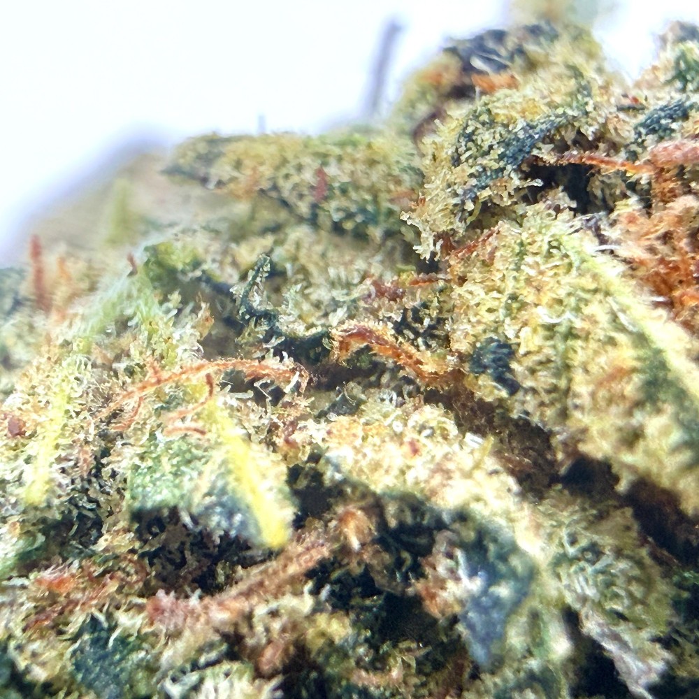 Payton Lemon CBD – Fleur citronnée par Merlin