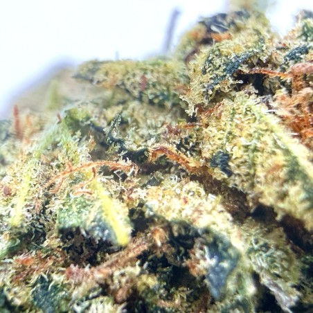 Payton Lemon CBD – Fleur citronnée par Merlin