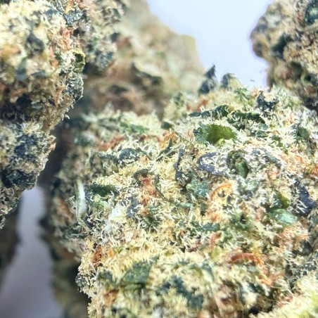 Payton Lemon CBD – Fleur citronnée par Merlin