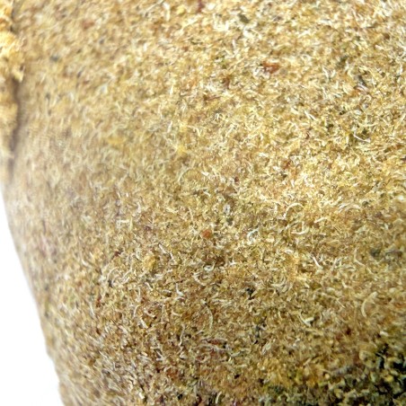 Tutti Frutti Hash CBD – El Professor x CBD Maker | DrySift