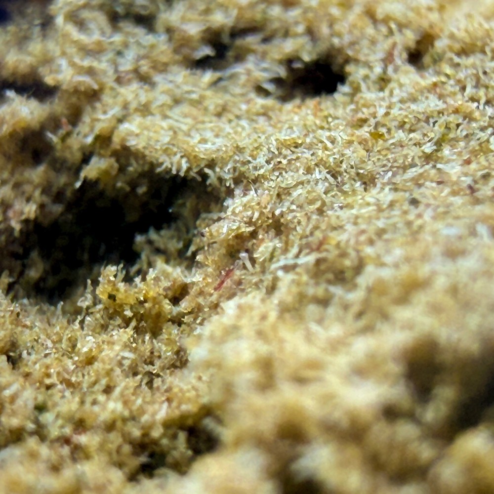 Tutti Frutti Hash CBD – El Professor x CBD Maker | DrySift