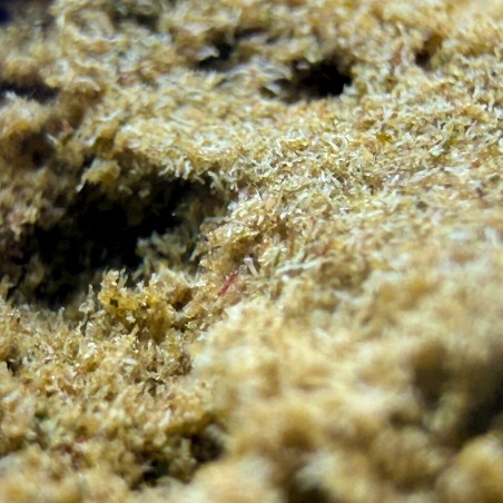 Tutti Frutti Hash CBD – El Professor x CBD Maker | DrySift