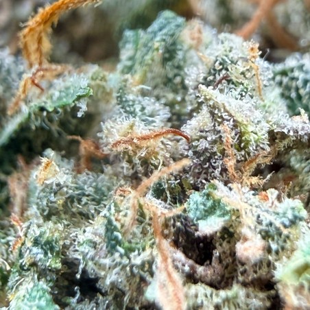 Berry Pebbles CBD – Fleur Candy | Jungle House