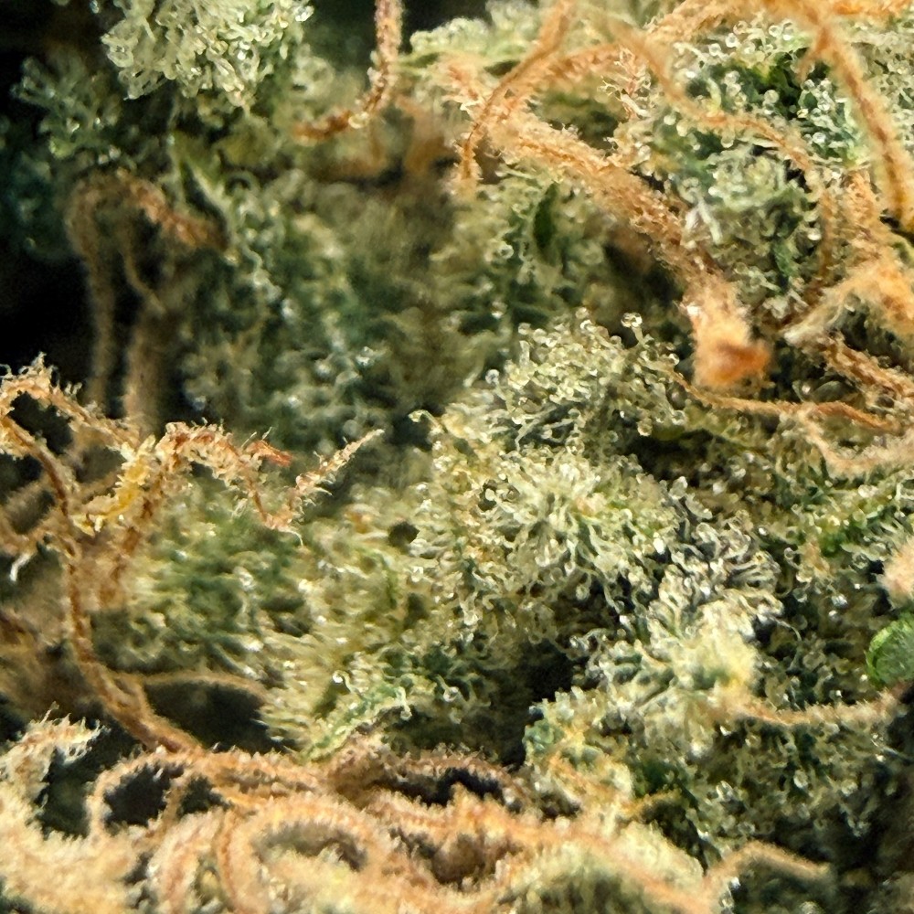Berry Pebbles CBD – Fleur Candy | Jungle House