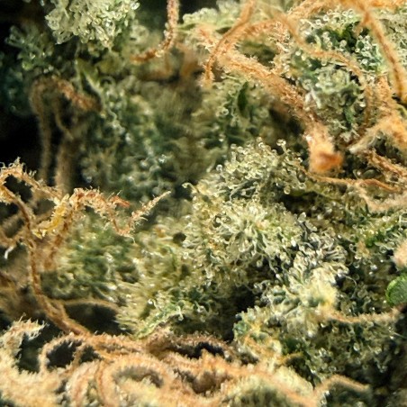 Berry Pebbles CBD – Fleur Candy | Jungle House