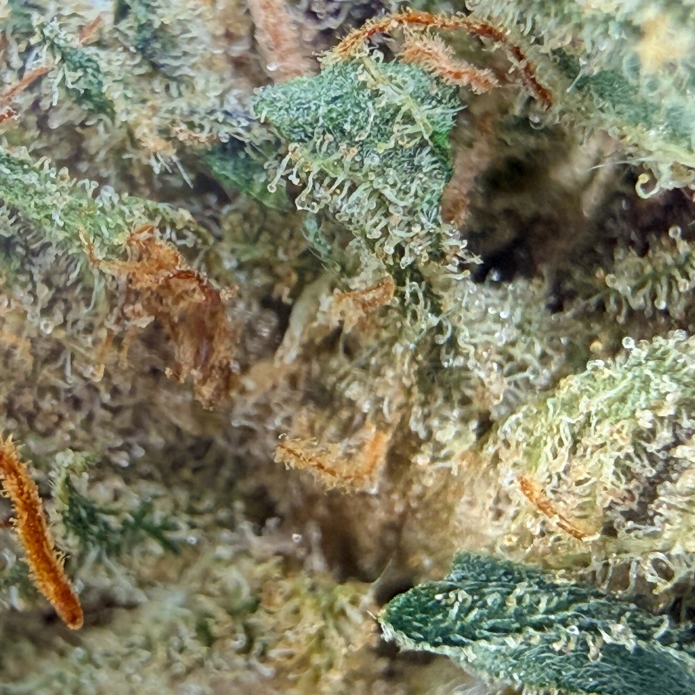 Berry Pebbles CBD – Fleur Candy | Jungle House