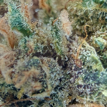 Berry Pebbles CBD – Fleur Candy | Jungle House