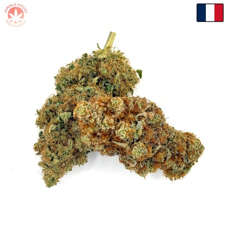 Yuzu CBD – Fleur indoor sol vivant par Jungle House