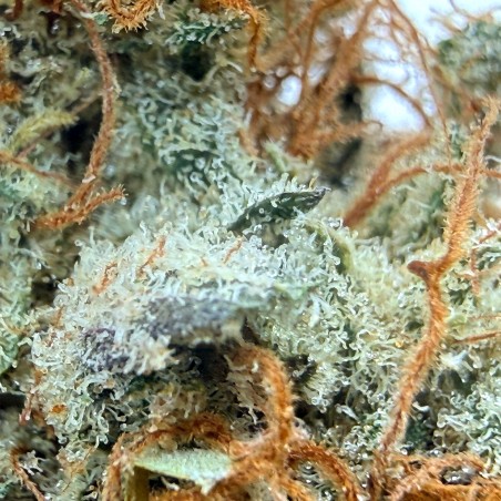 Yuzu CBD – Fleur indoor sol vivant par Jungle House