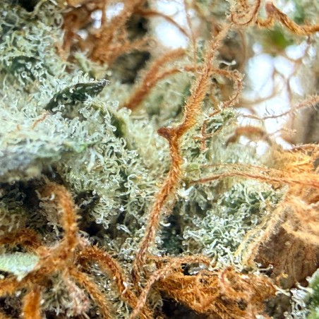 Yuzu CBD – Fleur indoor sol vivant par Jungle House
