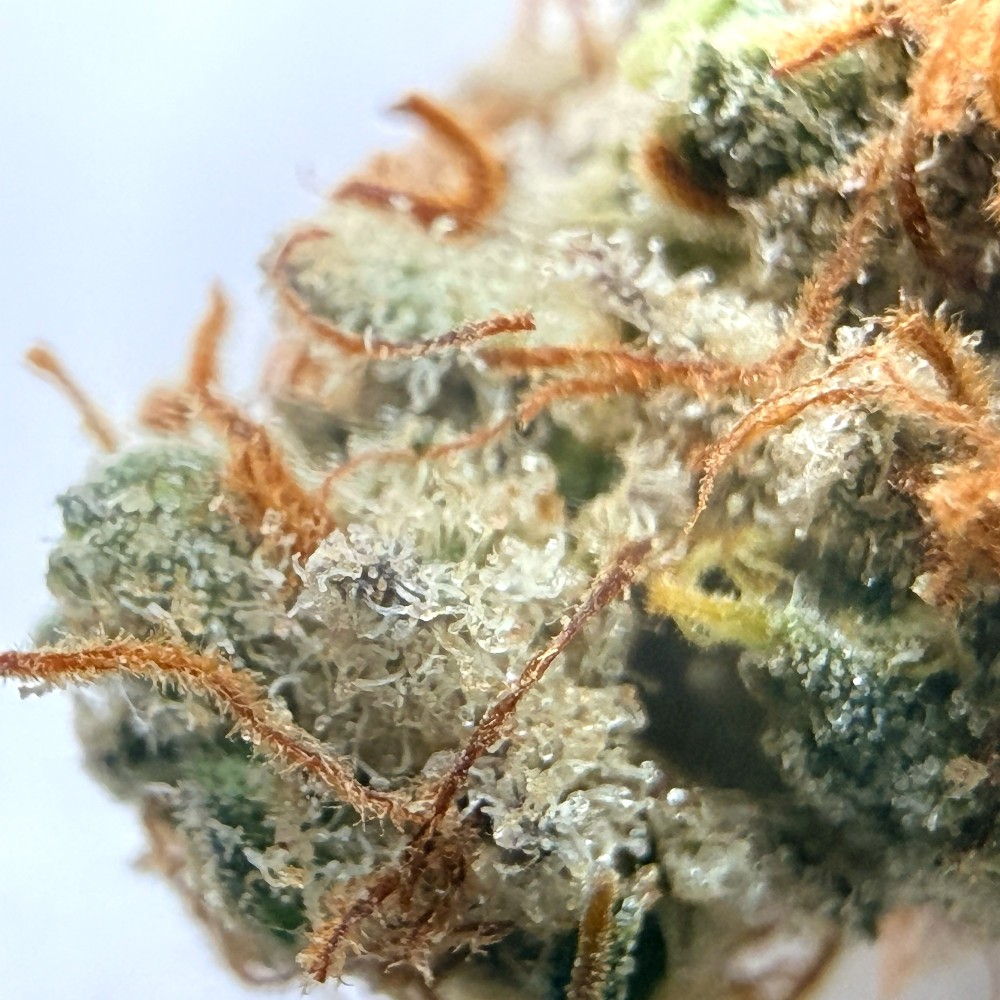 Yuzu CBD – Fleur indoor sol vivant par Jungle House
