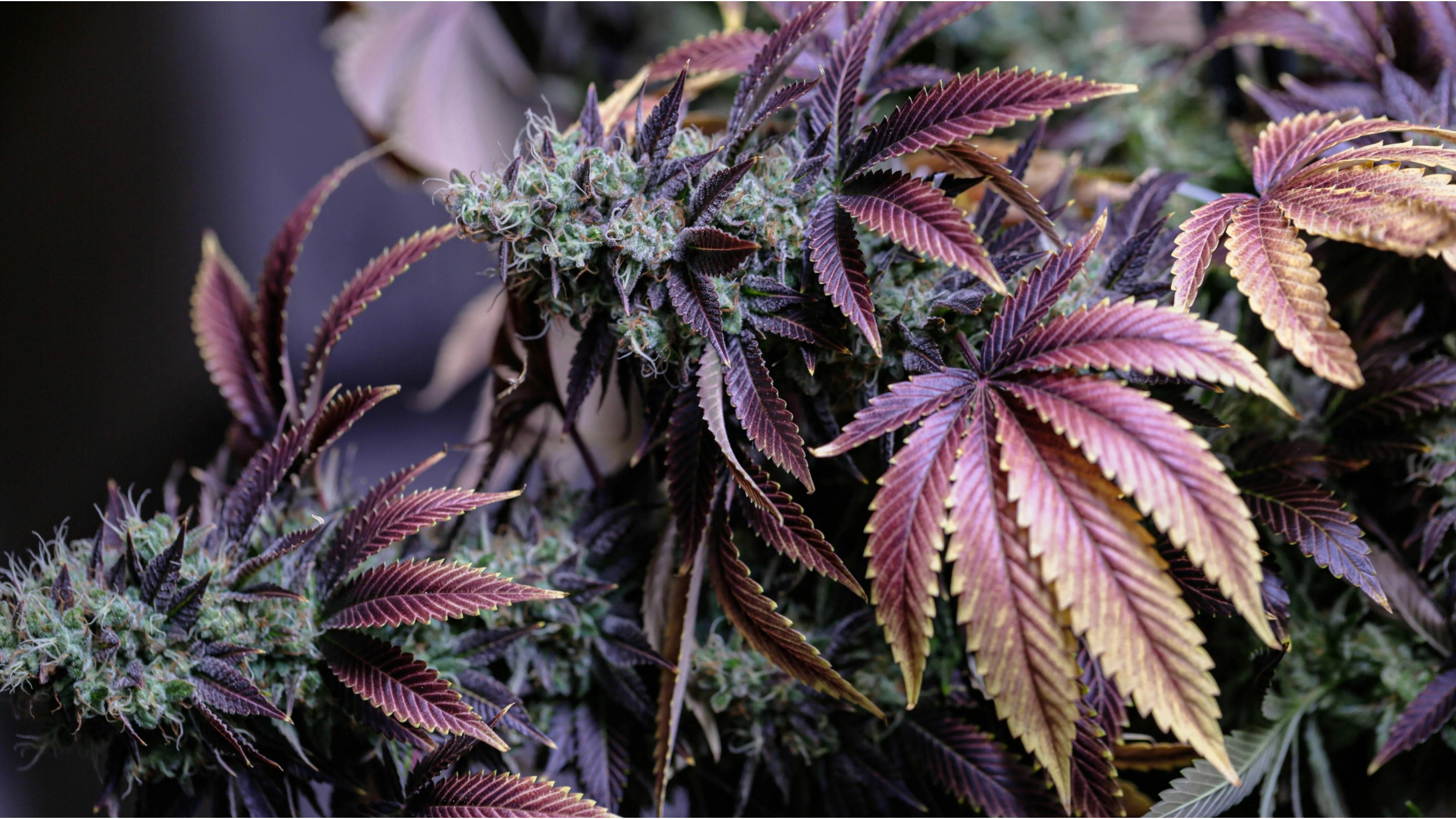 Fleurs de CBD de luxe en France