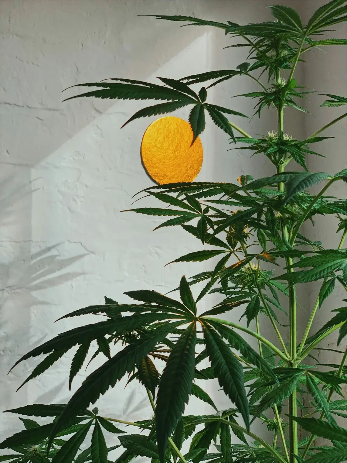 Another Image of CBD products