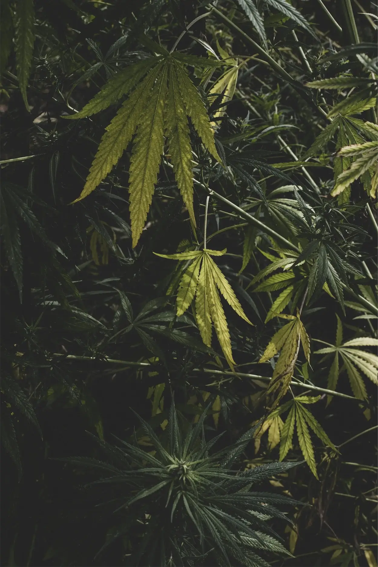 Another Image of CBD products