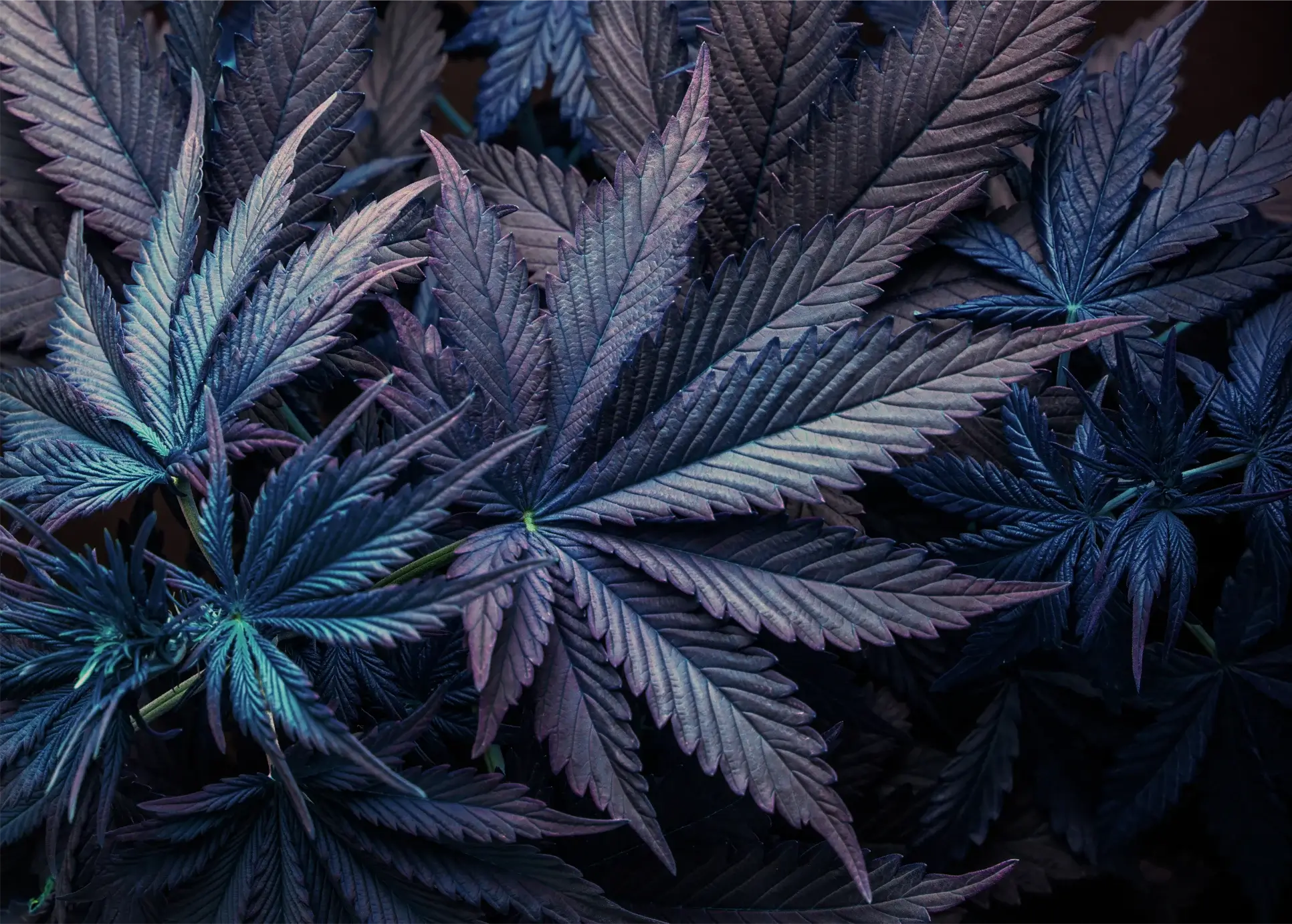 Another Image of CBD products