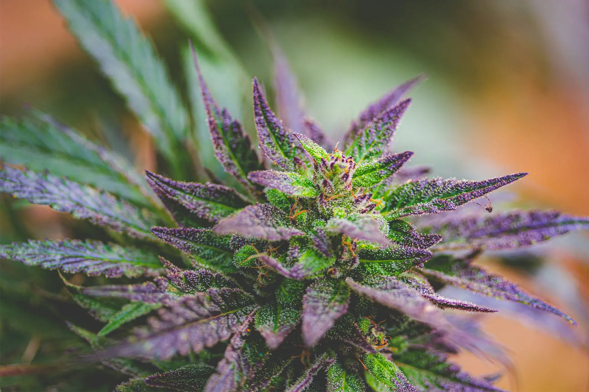 Image of CBD products