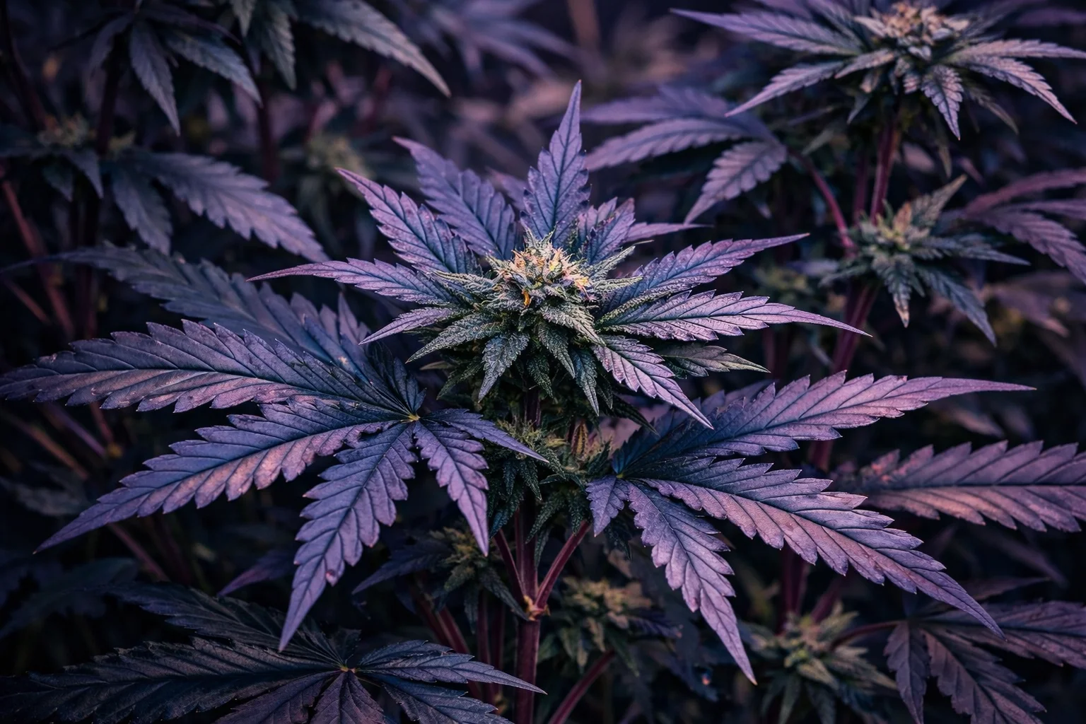 Another Image of CBD products