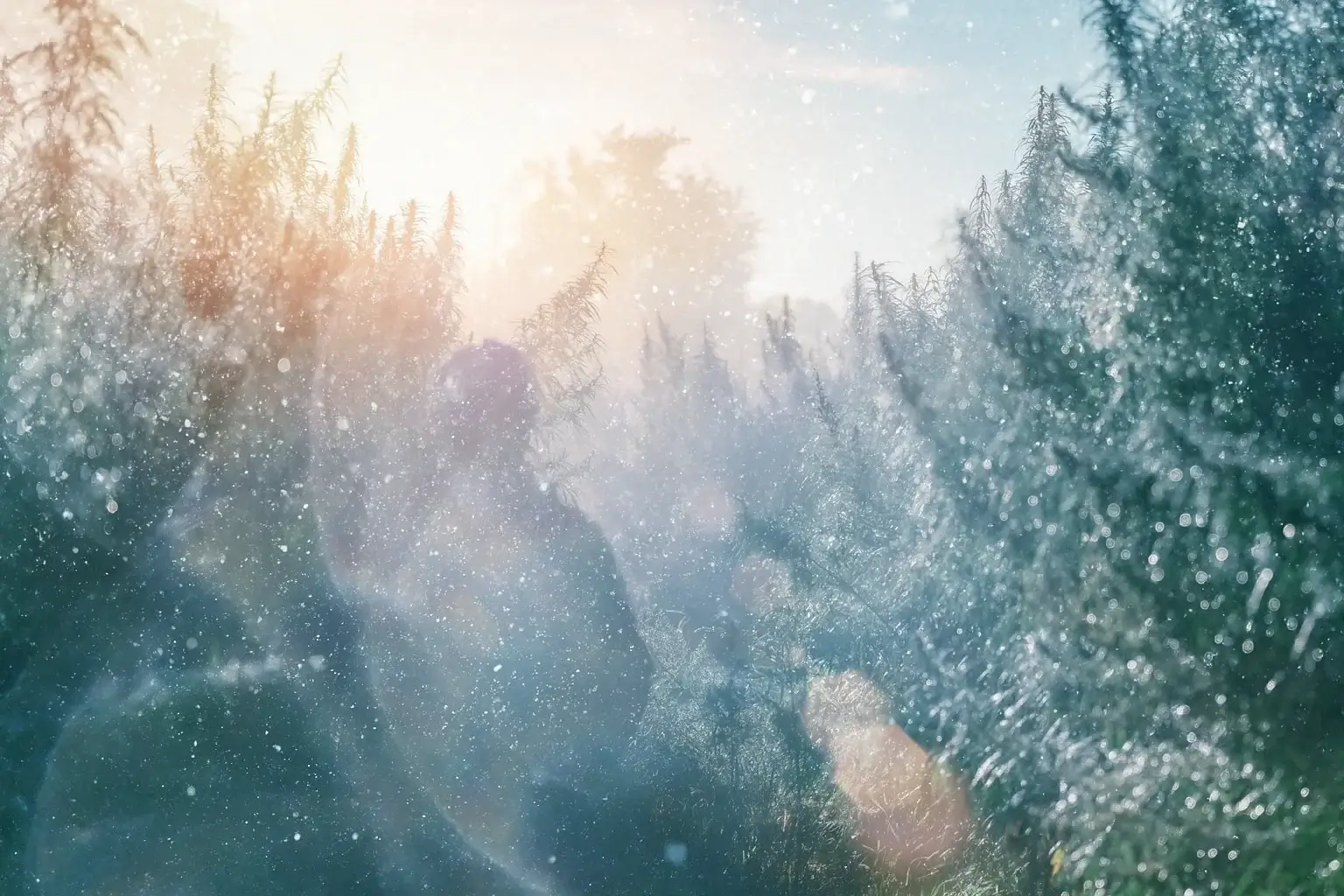 Champ de CBD de luxe