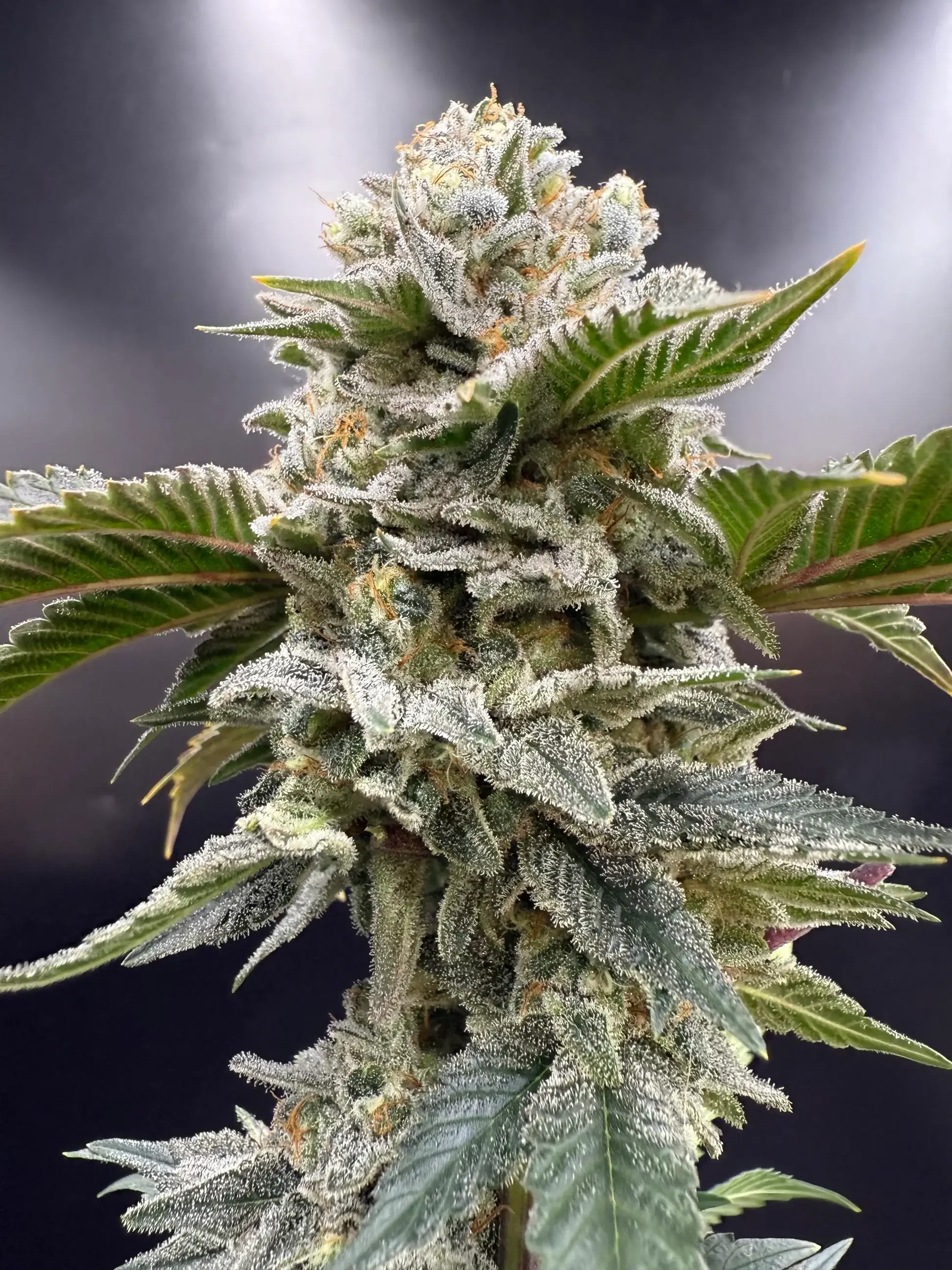 Legendary Skunk