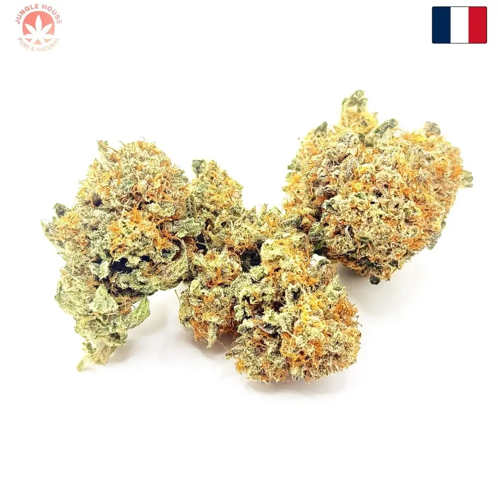 BIGA CBD par Jungle House