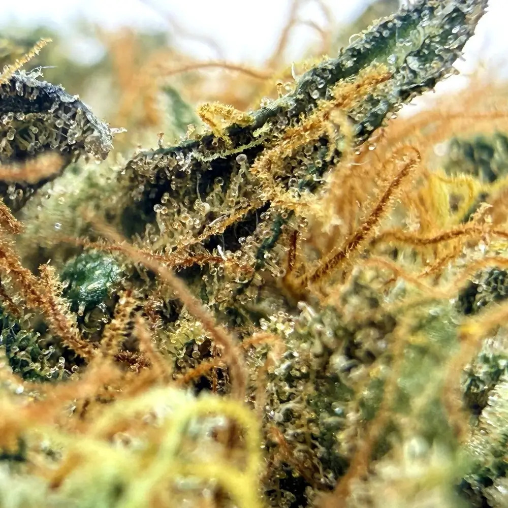 Cookies Kush 2 CBD structure et trichomes