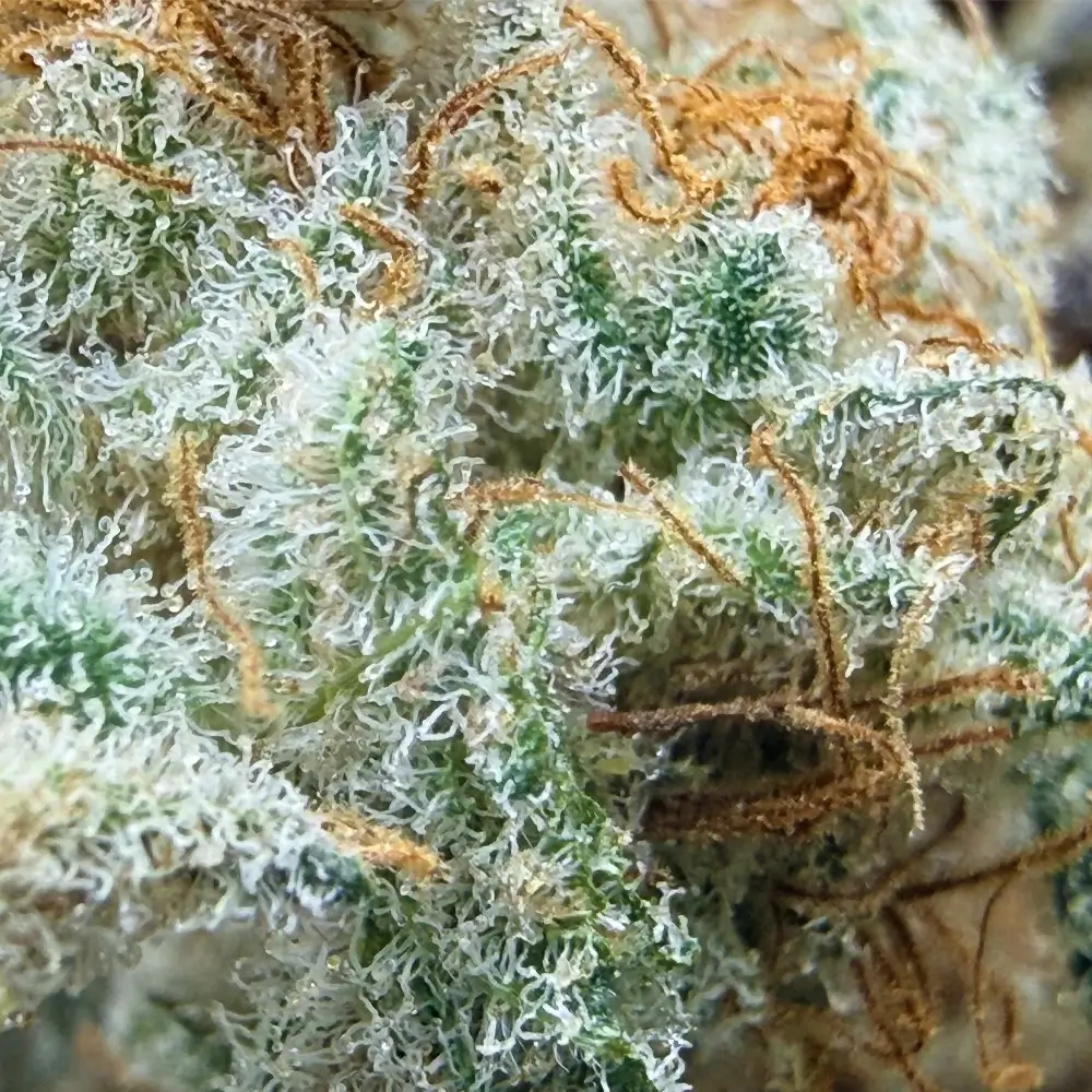 Cookies Kush 5 CBD par LUXURY FARM