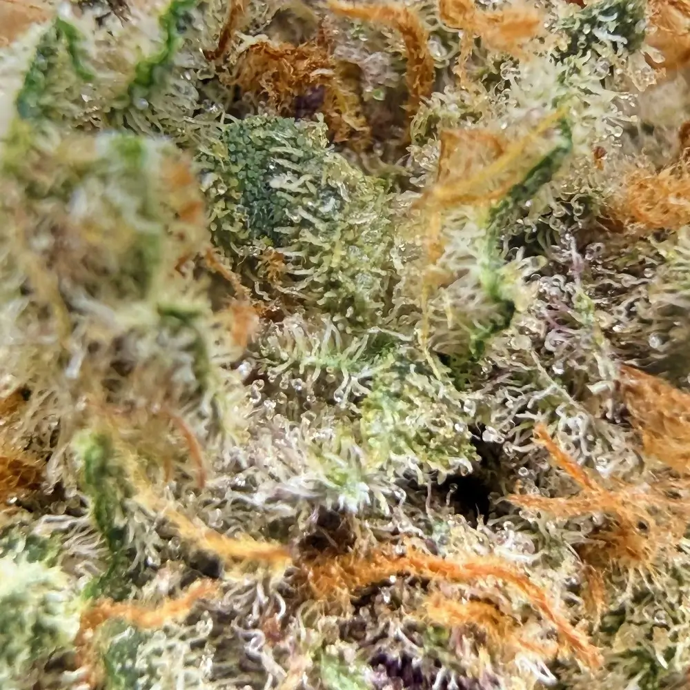 Donut 2 CBD Luxury Farm structure