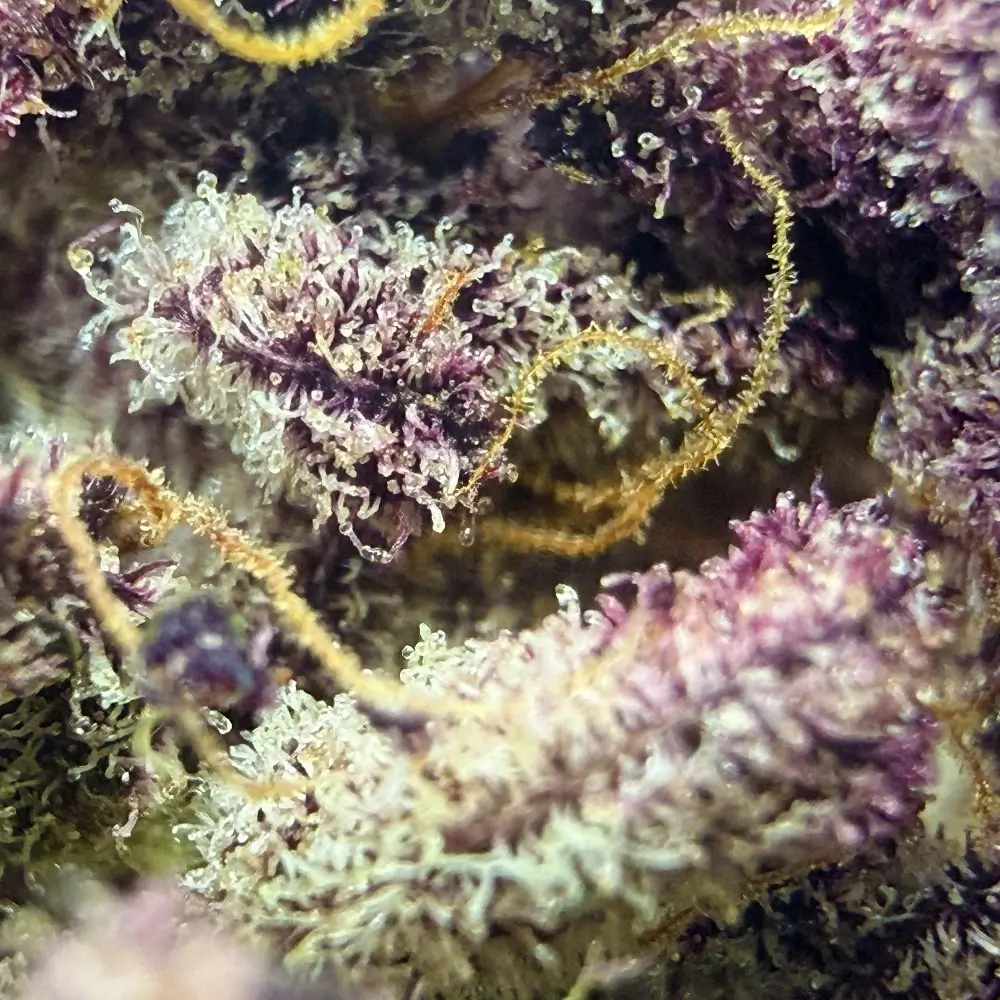 Donut 5 CBD structure et trichomes