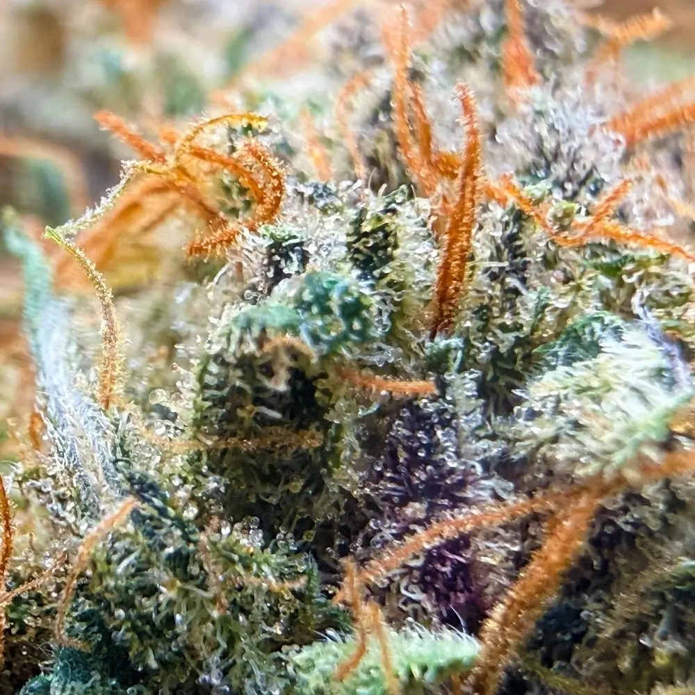 Fleurs compactes et résineuses SBBK CBD cultivées par Loud