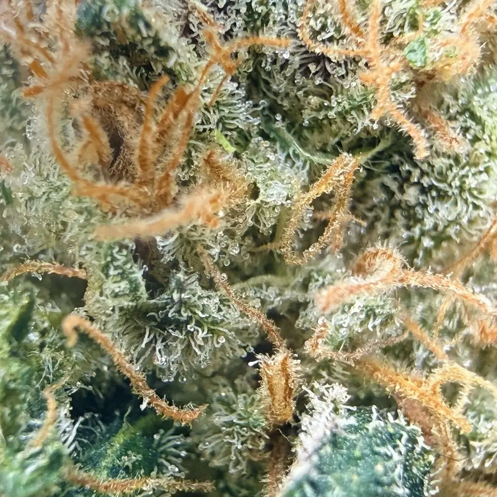 Super Yak 1 CBD structure et trichomes