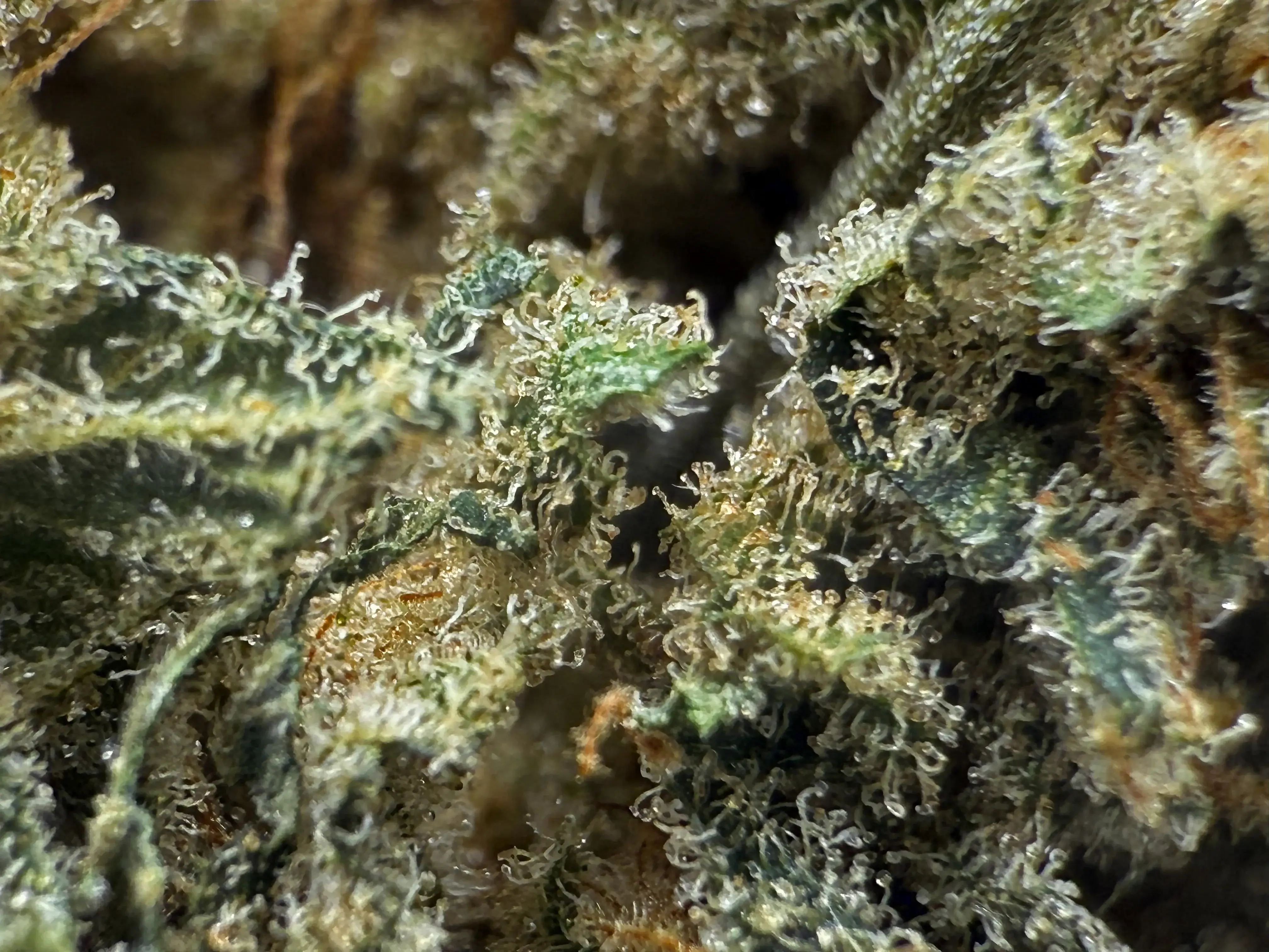 Trichomes de cannabis au microscope